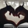 Horns (full set)