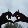 Horns (full set) - Image 2